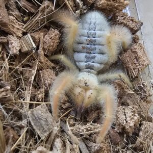 Sun Spider (Solifugidae sp.)