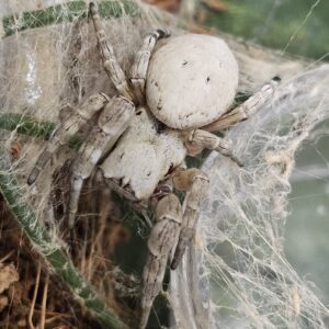 North African Velvet Spider (Stegodyphus dolfouri)