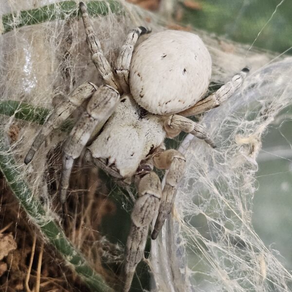 North African Velvet Spider (Stegodyphus dulfouri)