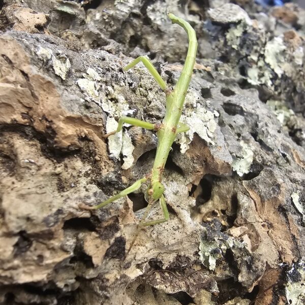 Green Bean Stick Insect (Diapherodes gigantea)