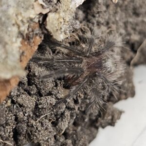Guarani Giant Tarantula (Grammostola grossa)