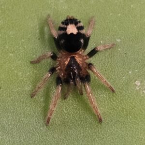 Love Heart Butt Tarantula (Cyriocosmus elegans)