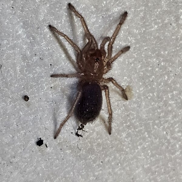 Peruvian Green Velvet Tarantula (Thrixopelma pruriens)