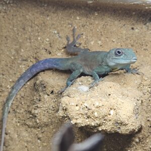 Jamaican Turquoise Anole (Anolis grahami)