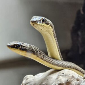 Hissing Sand Snake (Psammophis sibilans)