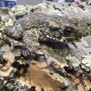 European Green Toad (Bufotes viridis)