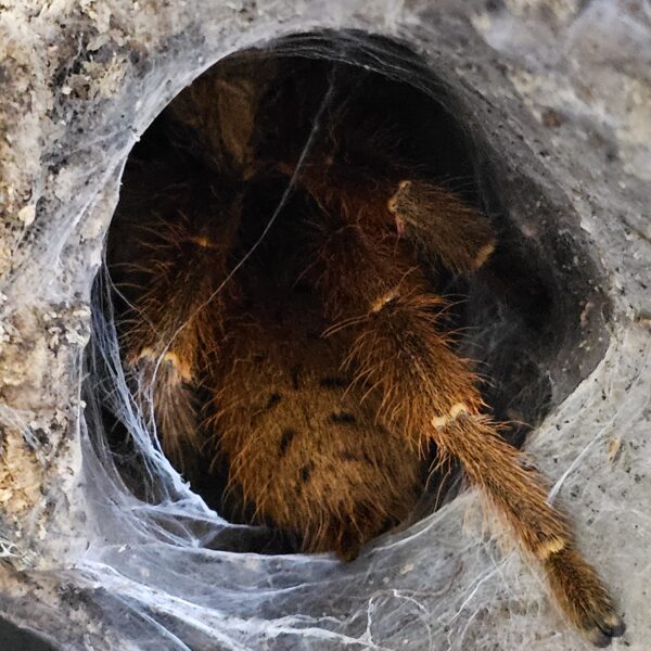 Orange Baboon Tarantula (Pterinochilus murinus)