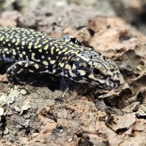 Roman Form Wall Lizard (Podarcis muralis ssp nigriventris)