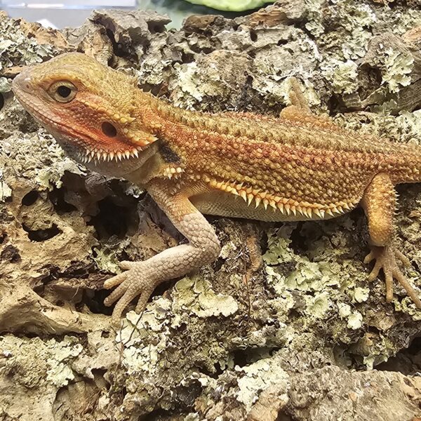 Translucent Dunner Bearded Dragon (Pogona vitticeps)