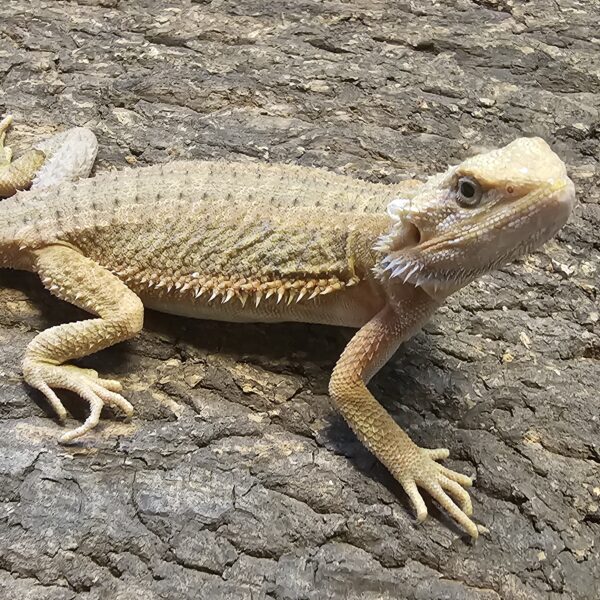 Translucent Genetic Stripe Bearded Dragon (Pogona vitticeps)