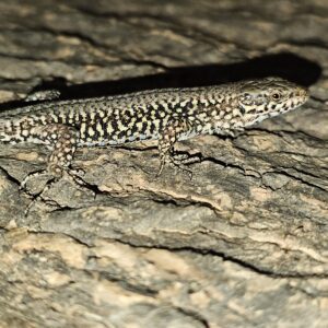Wall Lizard het Melanistic (Podarcis muralis ssp brongniardii)