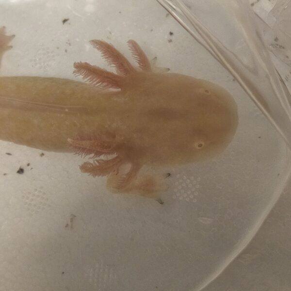 Golden Axolotyl (Ambystoma mexicanum)