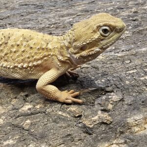Adult Rankin Dragon (Pogona henrylawsoni)
