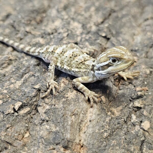 Baby Rankin Dragon (Pogona vitticeps)