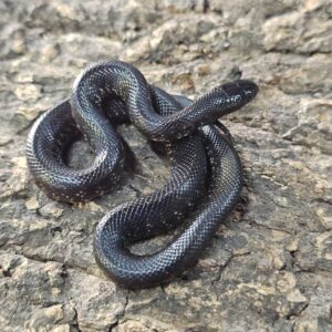 Black King Snake (Lampropeltis getulus)