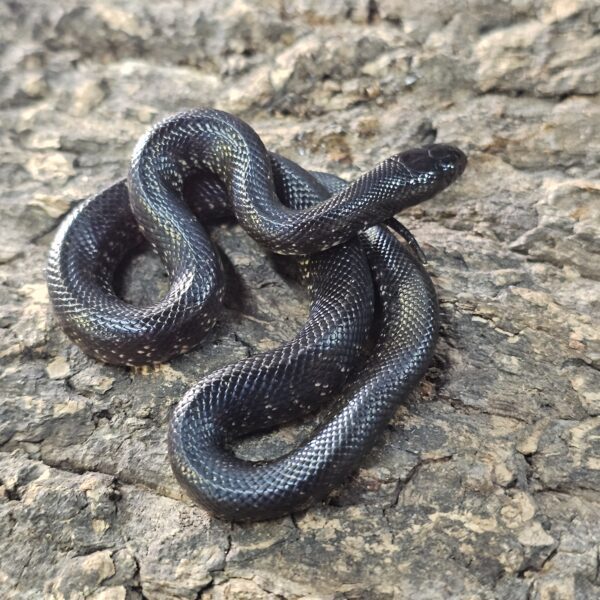 Black King Snake (Lampropeltis getulus)