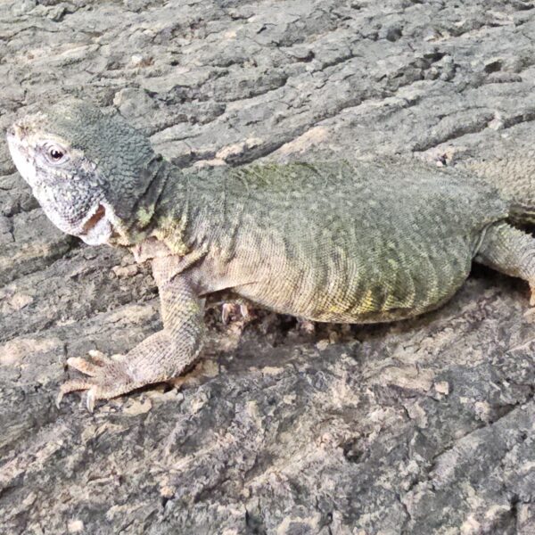 Saharan Uromastyx (Uromastyx geyri)