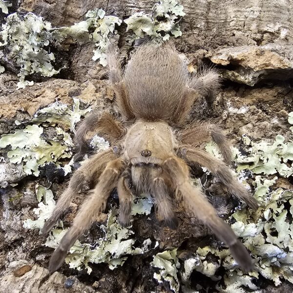 Rio Grande Gold Tarantula (Aphonopelma moderatum)
