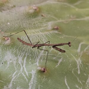 Phasmomantis (Phasmomantis sp.)