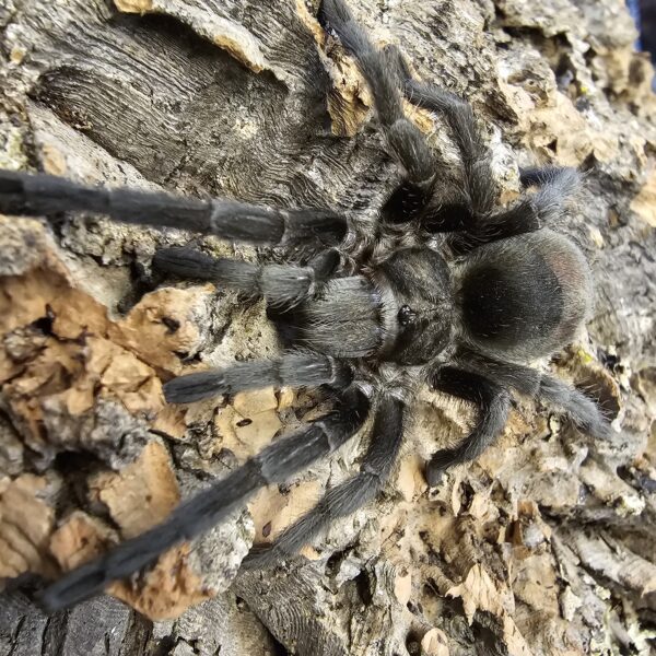 Brazilian Black Tarantula (Gramostola pulchra)