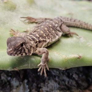 Saudi Arabian Ornate Uromastyx (Uromastyx ornata philbyi)