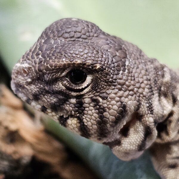 Saudi Arabian Ornate Uromastyx (Uromastyx ornata philbyi) - Image 2