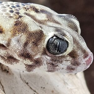 Persian Wonder Gecko (Teratoscincus keyserlingii)
