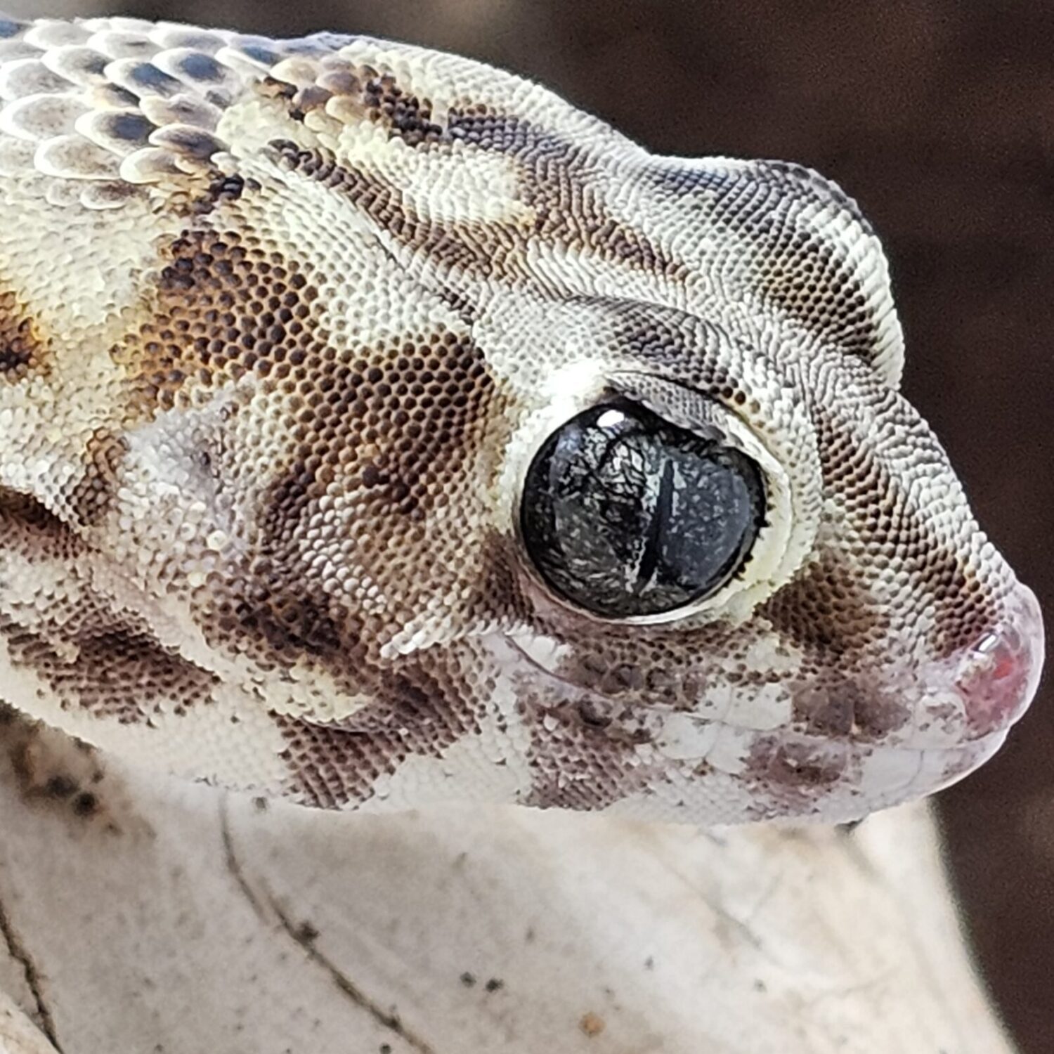 Persian Wonder Gecko (Teratoscincus keyserlingii)