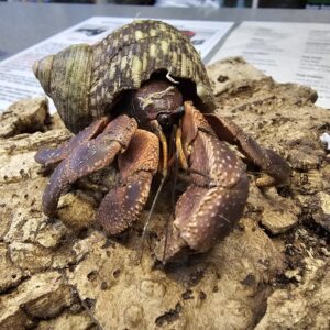 Indonesian Giant Purple Hermit Crab (Coenobita brevimanus)