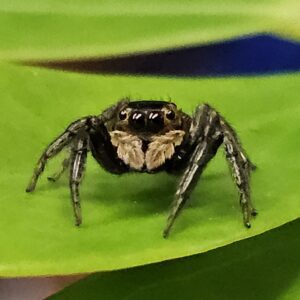 Adanson's House Jumping Spider (Hasarius adansoni)