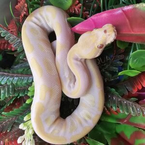 Lavender Albino Royal Python (Python regius)