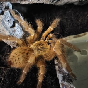 Orange Baboon Tarantula (Pterinochilus murinus)