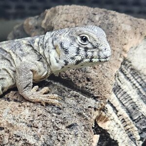 Saudi Arabian Ornate Uromastyx (Uromastyx ornata philbyi)