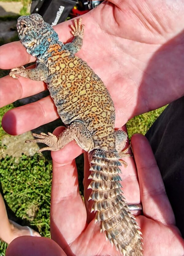 Saudi Arabian Ornate Uromastyx (Uromastyx ornata philbyi) - Image 3