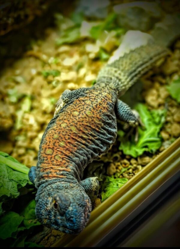 Saudi Arabian Ornate Uromastyx (Uromastyx ornata philbyi) - Image 4
