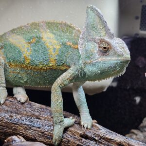 Male Yemen Chameleon (Chamaeleo calyptratus)