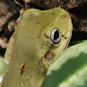 Blue Eyed White's Tree Frog (Ranoidia caerulea)