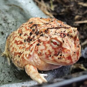 Coral Blaze Horned Frog (Ceratophrys cranwelli)
