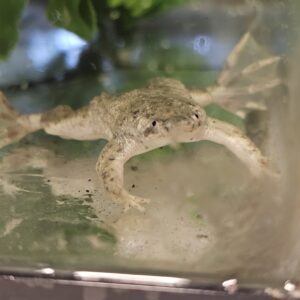 Sabana Dwarf Suriname Frog (Pipa parva)