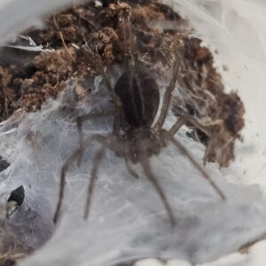 Columbian Curtain Web Spider (Linothele megatheloides)