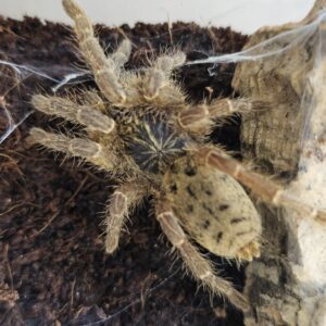 Forthall Baboon Tarantula (Pterinochilus lugardi)