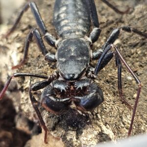 Giant Vinegaroon (Mastigoproctus gigantea)