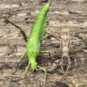 Jungle Nymph Pair (Heteropteryx dilatata)
