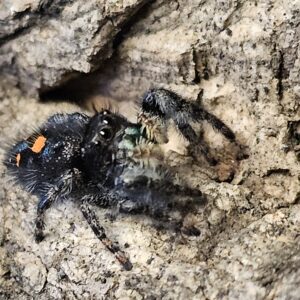 Pryor Mountain Orange Jumping Spider (Phiddipus audax)
