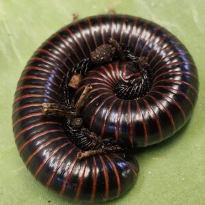 Red Striped Millipede (Spirobolus grahami)