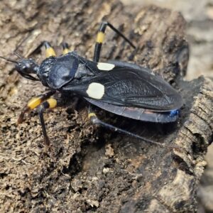 Two Spotted Assasin Bug (Platymeris biguttatus)