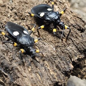 Two Spotted Assassin Bug (Platymeris biggutatus)