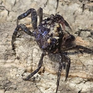 Vampire Crab (Geosesarma sp.)