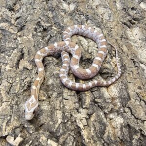 Gold dust Corn Snake (Pantherophis guttatus)