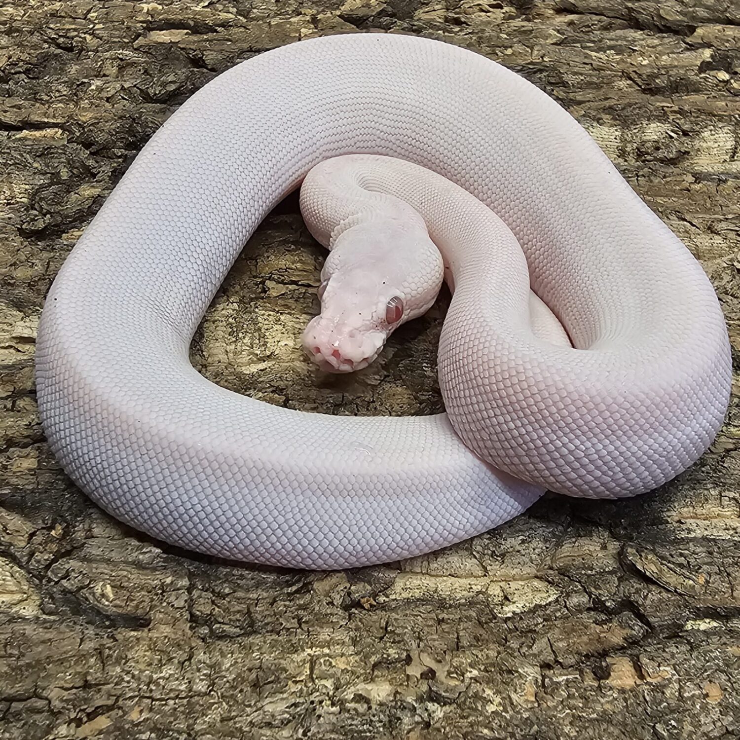 Super Mojave Albino Lavender Royal Python (Python regius)